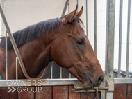 HC240925-106 - Rousham